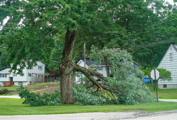 Professional  Tree Services in Trezevant, TN